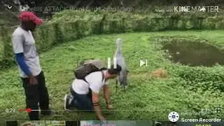 Hewan menarik di afrika