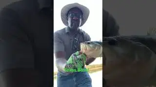Catching big Bass. #txbassfishing