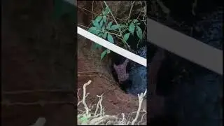 two dogs together fell down in well  it was very risky and difficult rescue for me  from  urvastore