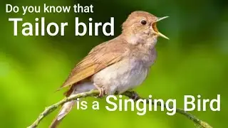 Bird Sounds Spectacular | Most Beautiful Bird Nests in the World |