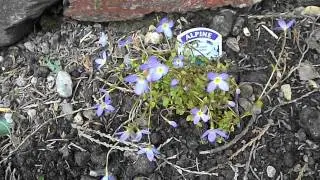Houstonia caerulea Wheal Busy Ecology Garden 06Jun2014 DSCF5110