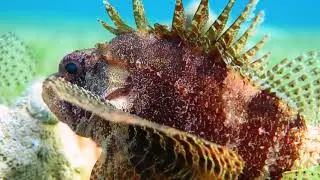 Dive in Aqaba: Tank