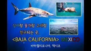 [여행]상어 물개 꿀잼 같이 놀기-  Baja California, Mexico#1, swimming with shark & sea lion [SonghyunC Film]