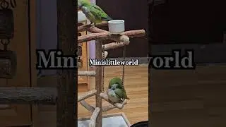 #viralvideo #minislittleworld #