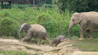 BABY ELEPHANTS OF NUMALIGHAR ELEPHANT HERD
