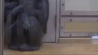 Rhythmic swaying induced by sound in chimpanzees [Partial body rhythmic movement (foot tapping)]