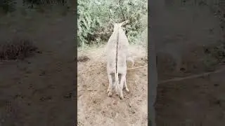 #donkey #best #foryou #donkeyfarm #nature
