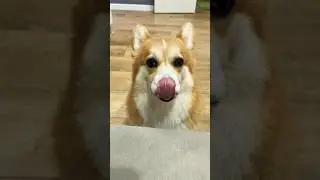 Собачья жизнь🤍