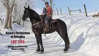SOLD Rihanna – 4 Year Old Friesian/Percheron Mare, well broke to ride & drive