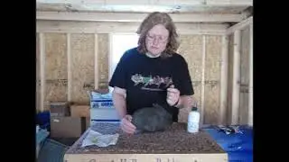 Rabbits 101: Treating Nest Box Eye