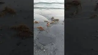 Bulbucii misteriosi de pe plaja din statiunea Venus