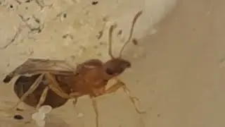 Antsmiss special