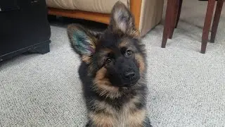Adorable German Shepherd Puppy || ViralHog