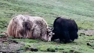 Yak game on high plateau 