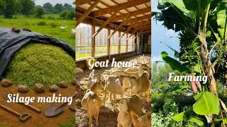 GOAT HOUSE CONSTRUCTION// SILAGE MAKING// AFRICAN VILLAGE LIVING