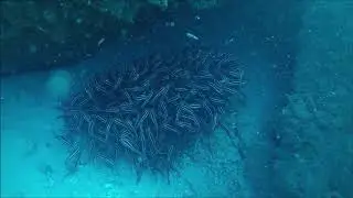 EXTENDED DIVE FOOTAGE of Downunderdan Diving Exploring and Looking For Lost Treasures At The Mouth O