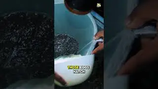 𝐒𝐡𝐫𝐢𝐦𝐩 𝐒𝐜𝐡𝐨𝐨𝐥: 𝐁𝐫𝐨𝐨𝐝𝐬𝐭𝐨𝐜𝐤 &ndash; 𝐓𝐡𝐞 𝐁𝐞𝐠𝐢𝐧𝐧𝐢𝐧𝐠 #ShrimpFarming #aquaculture