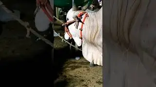 pure ongole bull | top quality bull😱 #viral #cow #cattlefarm #trending #bull #cowfarm #youtubeshorts