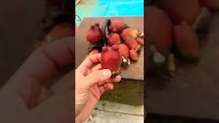 Асцидия пурпурная 🤯лечение от всего! Исцеление всего 🙏Здоровье превыше всего! benefits of sea #sea