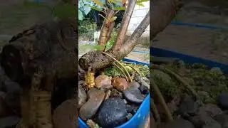bangkal tree BONSAI 😊