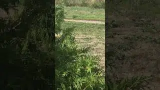 Shooting a gopher with a pellet gun