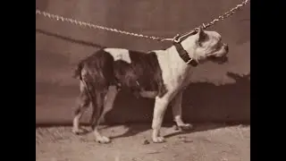 La (cruda) VERDAD detr&aacute;s de las RAZAS de PERROS