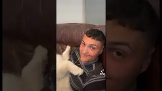 Cute bearthesamoyed0 dog compilation fluffy Samoyed didn&rsquo;t see it coming.