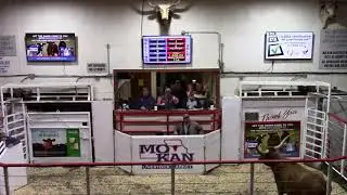 3-13-21 B.O.T.T Spring Longhorn Sale Top-Selling Cow $1,800 Thank You Cynthia Graham