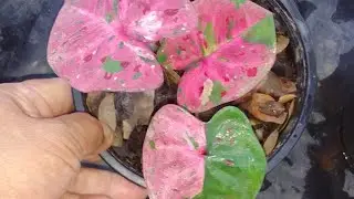 อัษฎาวุฒิบอนสี094-7294385