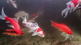 Unboxing Ikan Hias Warna Warni, Ikan Mas Koki, Ikan Oscar, Ikan Cupang, Ikan Lele, Ikan Glofish