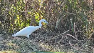 Juvenile Little Blue Heron Walks by Marsh Grass & Turns Around at Jay Blanchard Park! Union Park
