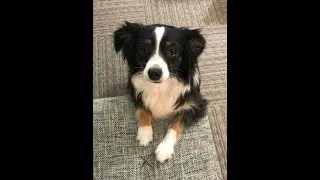 Our Mini Australian Shepard, Silo&rsquo;s Tricks