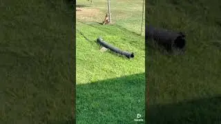 How to get beagle puppies hunting rabbits in homemade training pen