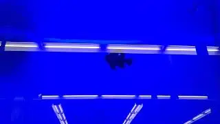 Domino Damselfish's Early Birthday Touchdown