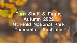 Tarn Shelf, Mt Field National Park - Fagus 2022