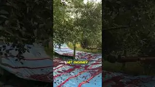 Die beste Methode Kirschen zu ernten ❤️🍒