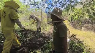 Arreglando terreno para apiario