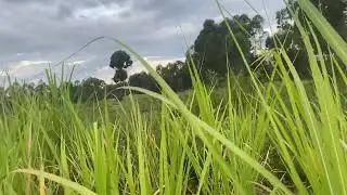 WHY I ABANDONED THIS 1.4 ACRES OF SUGARCANE.