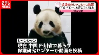 【シャンシャン】中国返還後の動画初公開  「食べて」の呼びかけにタケノコかじる