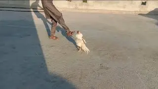 Dawood sath Murghy ki Lrrai 😄😄 Very funny 😄😃 #SyedhassanVlog
