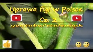 ☺🌱🌿#258 Figi, figa . Cz.2- Uprawa w gruncie, szklarni, foli. Owoce fig !