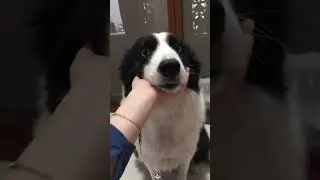 Owner vs. Dog: Who Will Win the Medicine War? #foryou #foryoupage #dog #dogsoftiktok