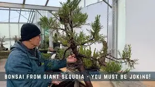 Bonsai From Giant Sequoia - You Must Be Joking!