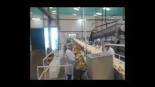 Banana puree processing line