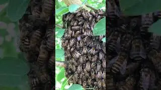 #honeybee #honeyhunting #honey #beer #share #shortvideo #beetle #kingbee #reels #wildbees