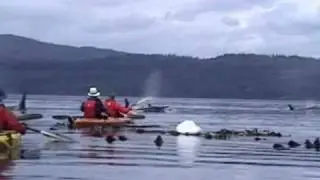 Orca Camp Vancouver Island - Grey Wolf Expeditions