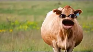 Abi japey na pooon| funny cow sound