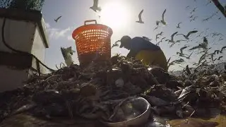 PBS SHOW - Shrimping Life, Brazos Bend, Capturing Spirits, Big-Eared Bats - #3002