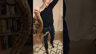 How big is this male Ball Python? 🤔
