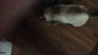 I haven't seen my cat in a while :(